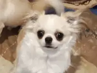 Чихуахуа