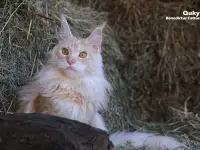 Мейн-кун ( мальчик), фотография 6