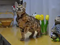 Бенгальская кошечка