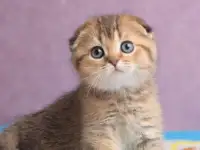 Котята шотландские ЗОЛОТАЯ ШИНШИЛЛА