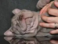щенки шарпей, фотография 10