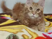 Котенок мейнкун (кот), фотография 2