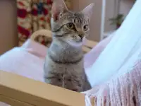 Полосатый котенок Лёлик спасен с улицы и ищет дом и любящую семью!, фотография 9