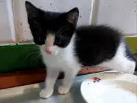 Ищу семью для котенка, фотография 2