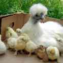 Продам породистых кур несушек!, фотография 3