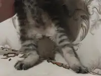 котята в хорошие руки, фотография 3