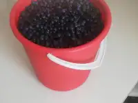 Черника