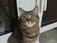 Шотландские котята, фотография 11