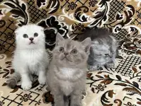 Продаются котята, фотография 2
