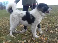 Кавказской овчарки щенки, фотография 4