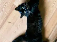 Черная кошка Санта ищет семью!, фотография 9