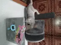 Продам котенка, фотография 4