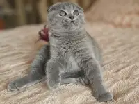 Шотландский котёнок, фотография 4