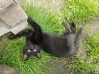 Котята ищут дом, фотография 8
