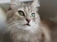 Серая пушистая кошка Шелли в самые добрые ручки!, фотография 3