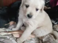 Щенки