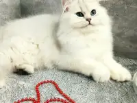 Британские котята