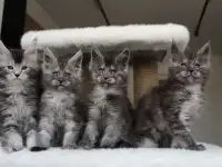 Котята мейн-кун!, фотография 6