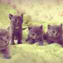 Чистокровная британская кошечка, фотография 6