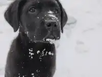Щенки лабрадора из питомника MercuryPuppy