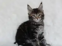 Кошечка мейн-кун, фотография 3