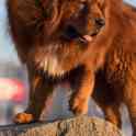 Щенки тибетского мастифа., фотография 11