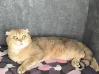 Домашние животные, фотография 8