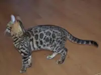 Кошка бенгалка, фотография 2