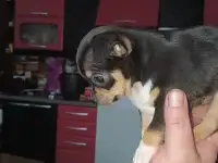 Чихуашки, фотография 3