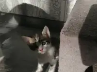Отдам котят в хорошие руки, фотография 3