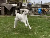 Козлик