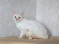 АЛСУ  тайская красотка.
