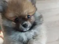 Клёвый шпиц-малыш, фотография 3
