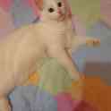 Котята Мейн-кун, фотография 5
