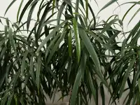 Фикусы Али