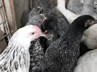 Куры несушки доставка по району, фотография 2
