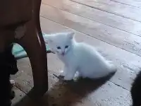 Дарю котят, фотография 2