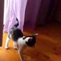 Котёнок в дар, фотография 1