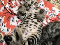 Бенгальские котята, фотография 2