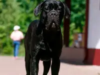 Подрощенные щенки породы Кане Корсо, фотография 3