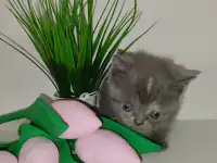 Шотландские вислоухие котята, фотография 7
