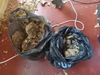 Уничтожение насекомых и грызунов по всей Беларуси, фотография 12