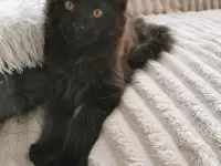 Котятa Мейн Куны питомник, фотография 3