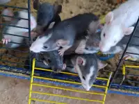 Продам крысят