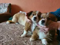 Отдам в дар