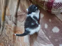Котята в дар, фотография 5