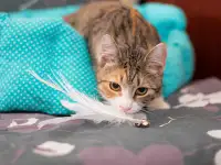 Кошка ОЛСИ ИЩЕТ дом, фотография 3