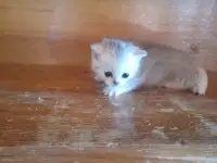 Котята, фотография 2