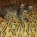 Котята породы Мейн Кун, фотография 4