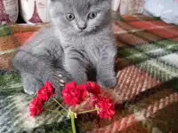 Котята британской породы., фотография 2